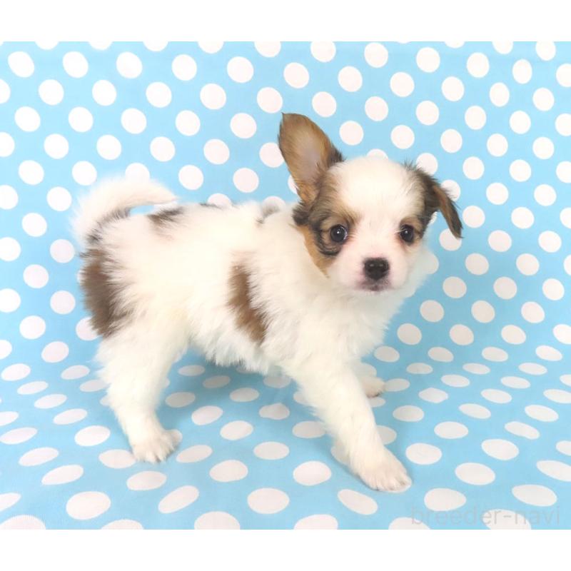 成約済の千葉県のパピヨン-438384の3枚目