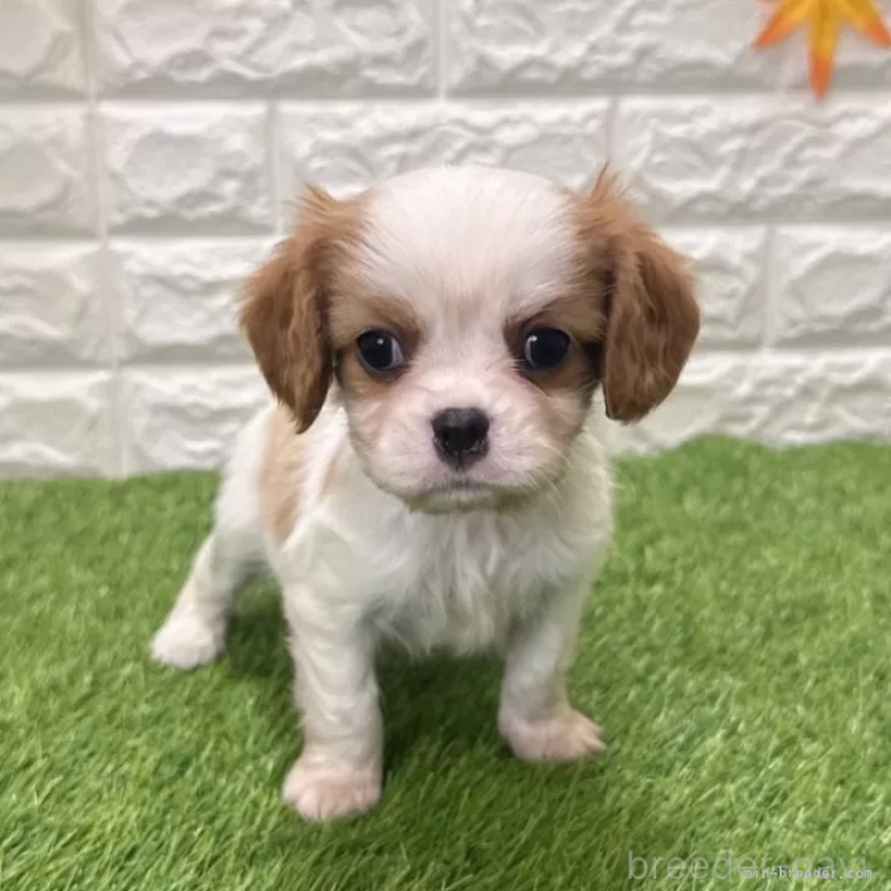 販売中の愛知県のキャバリアキングチャールズスパニエル-439923