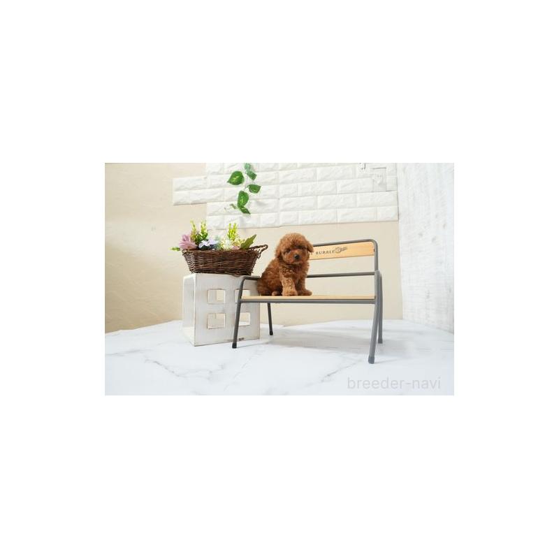 販売中の滋賀県のタイニープードル-441583の2枚目