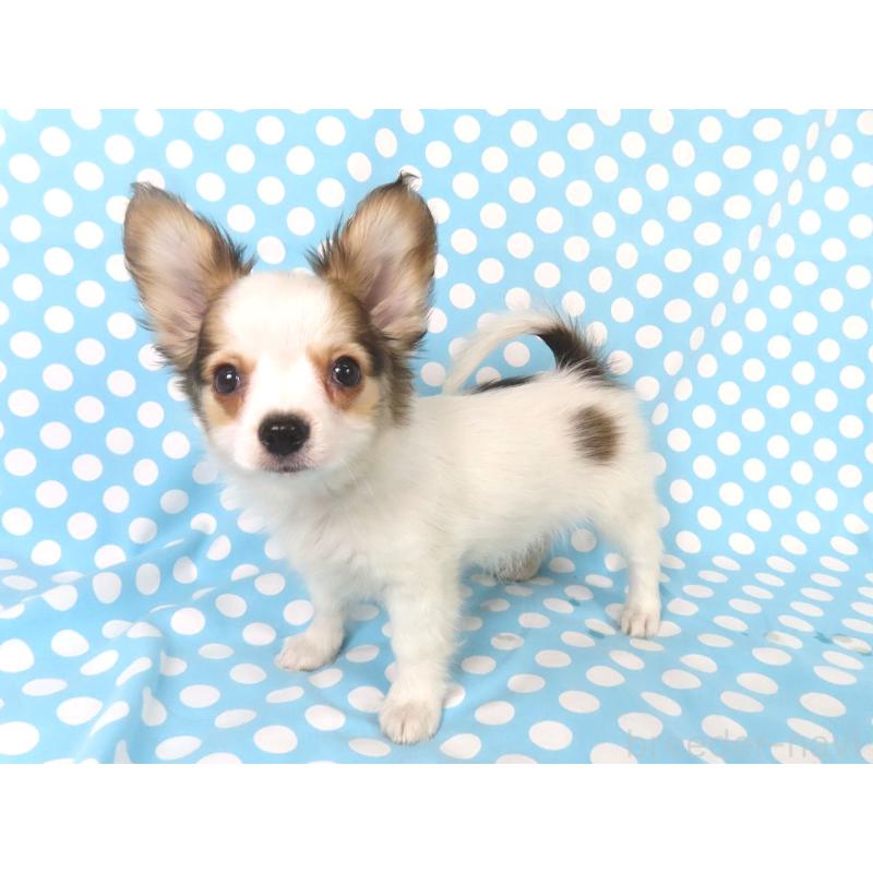 販売中の千葉県のパピヨン-431036の9枚目