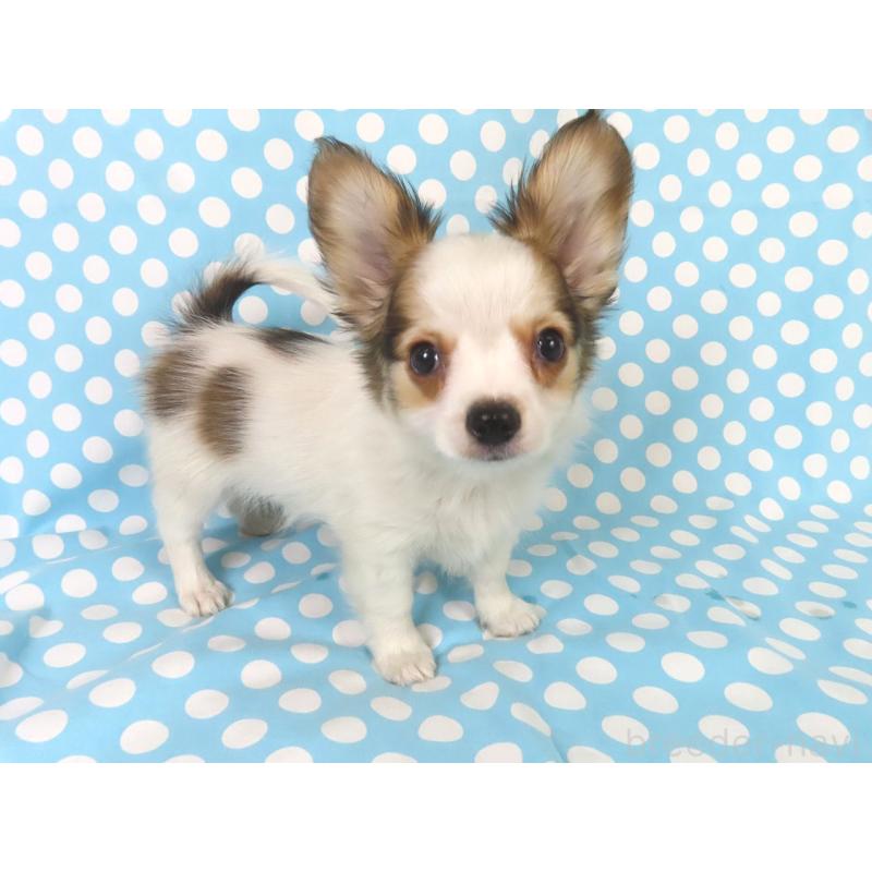 販売中の千葉県のパピヨン-431036の8枚目