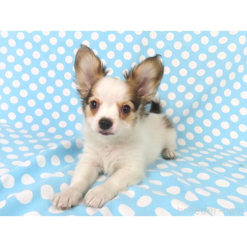 販売中の千葉県のパピヨン-431036の7枚目