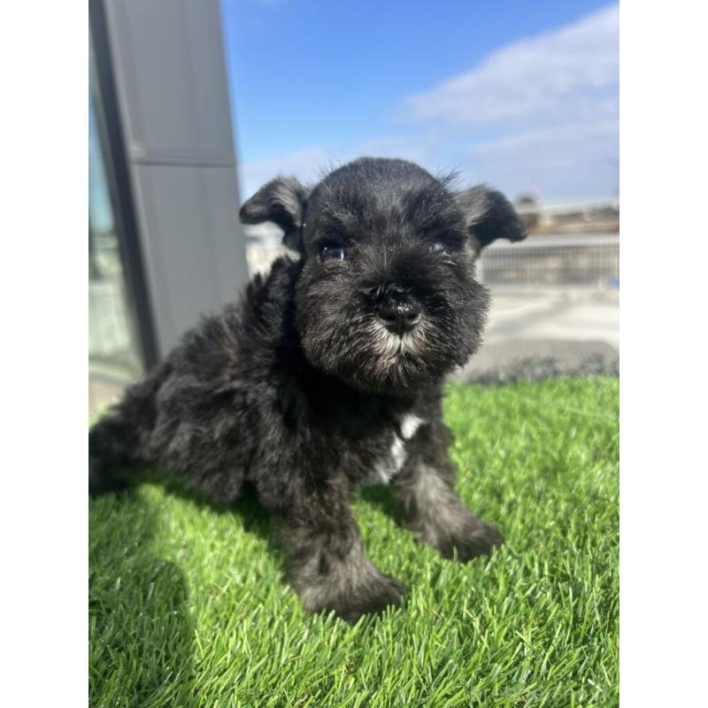 販売中の埼玉県のミニチュアシュナウザー-442342の4枚目