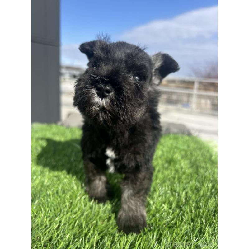 販売中の埼玉県のミニチュアシュナウザー-442342の3枚目