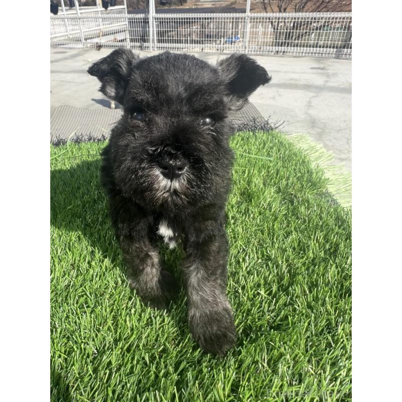 販売中の埼玉県のミニチュアシュナウザー-442342の2枚目