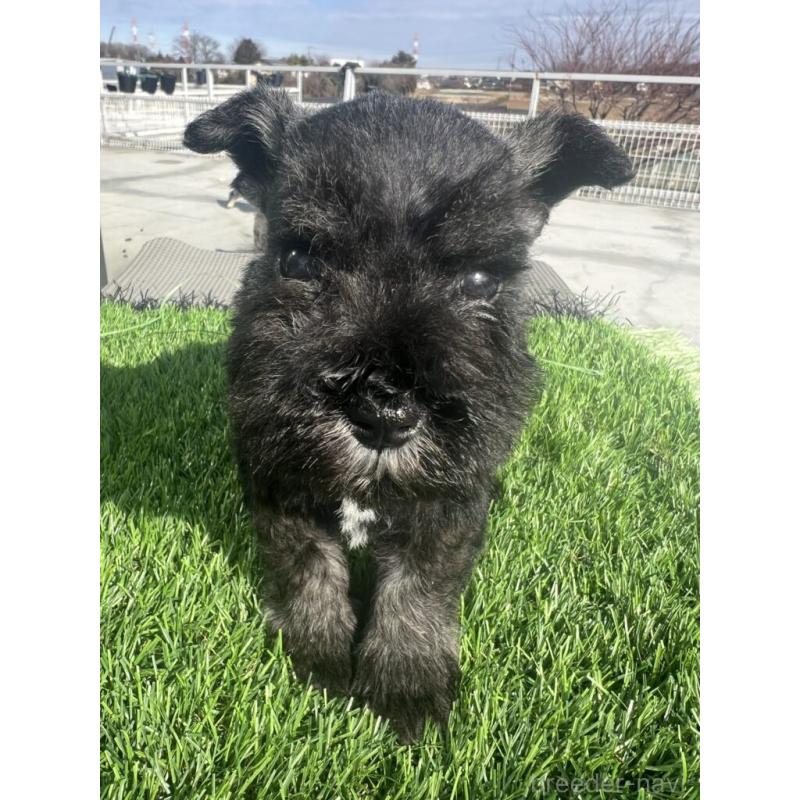 販売中の埼玉県のミニチュアシュナウザー-442342の1枚目