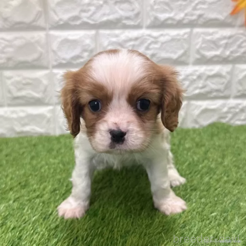 販売中の愛知県のキャバリアキングチャールズスパニエル-439920