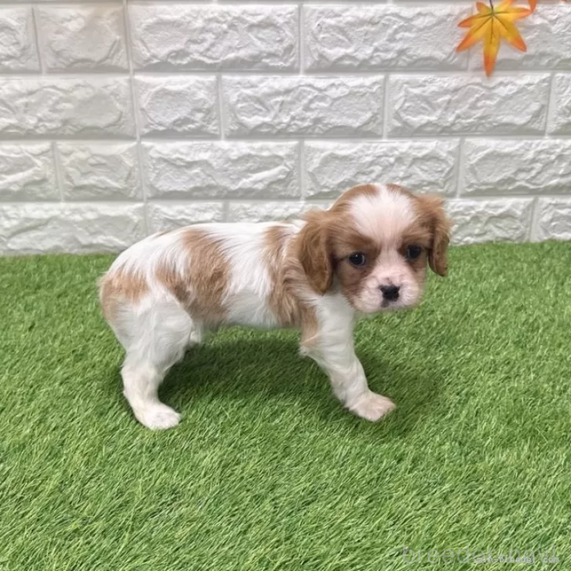 成約済の愛知県のキャバリアキングチャールズスパニエル-439920の5枚目