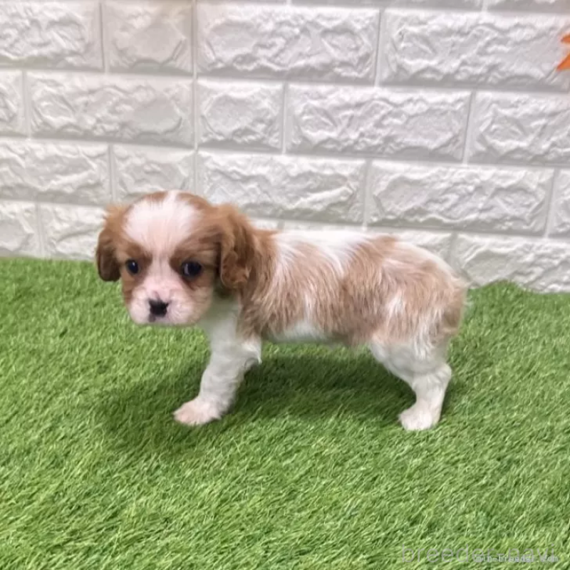 成約済の愛知県のキャバリアキングチャールズスパニエル-439920の4枚目