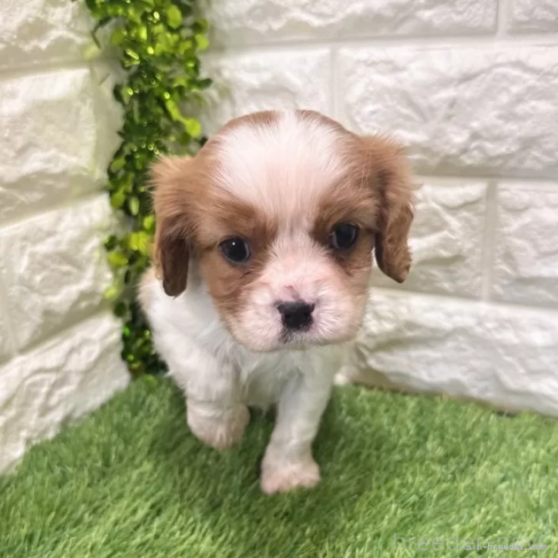 成約済の愛知県のキャバリアキングチャールズスパニエル-439920の3枚目