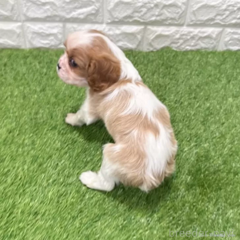 成約済の愛知県のキャバリアキングチャールズスパニエル-439920の2枚目