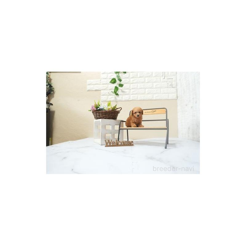 販売中の滋賀県のティーカッププードル-441589の3枚目