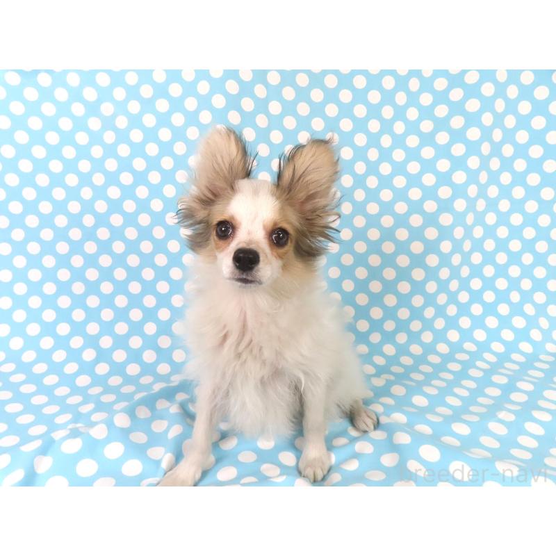 販売中の千葉県のパピヨン-423052の4枚目