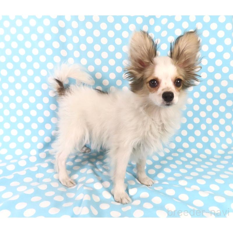 販売中の千葉県のパピヨン-423052の3枚目