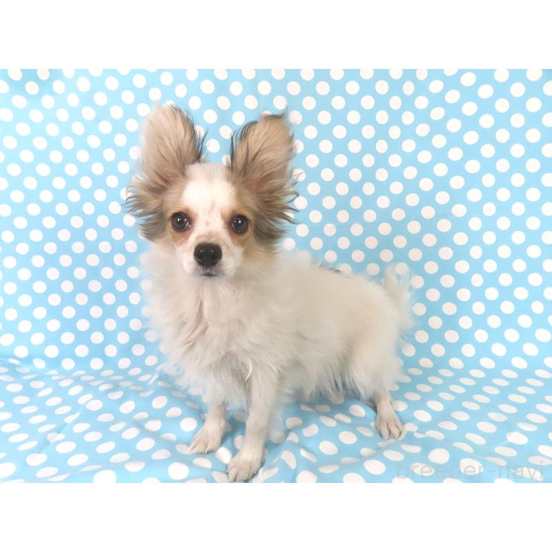 販売中の千葉県のパピヨン-423052の2枚目