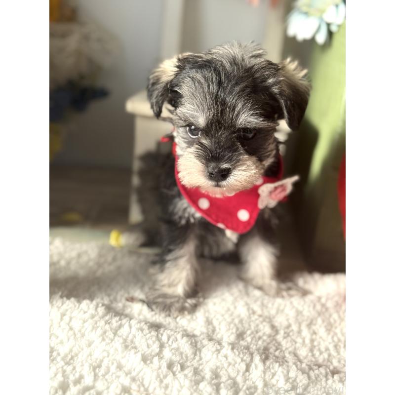 成約済の宮崎県のミックス犬-438576の7枚目