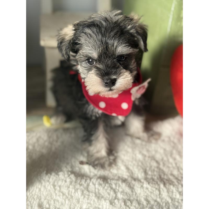 成約済の宮崎県のミックス犬-438576の6枚目