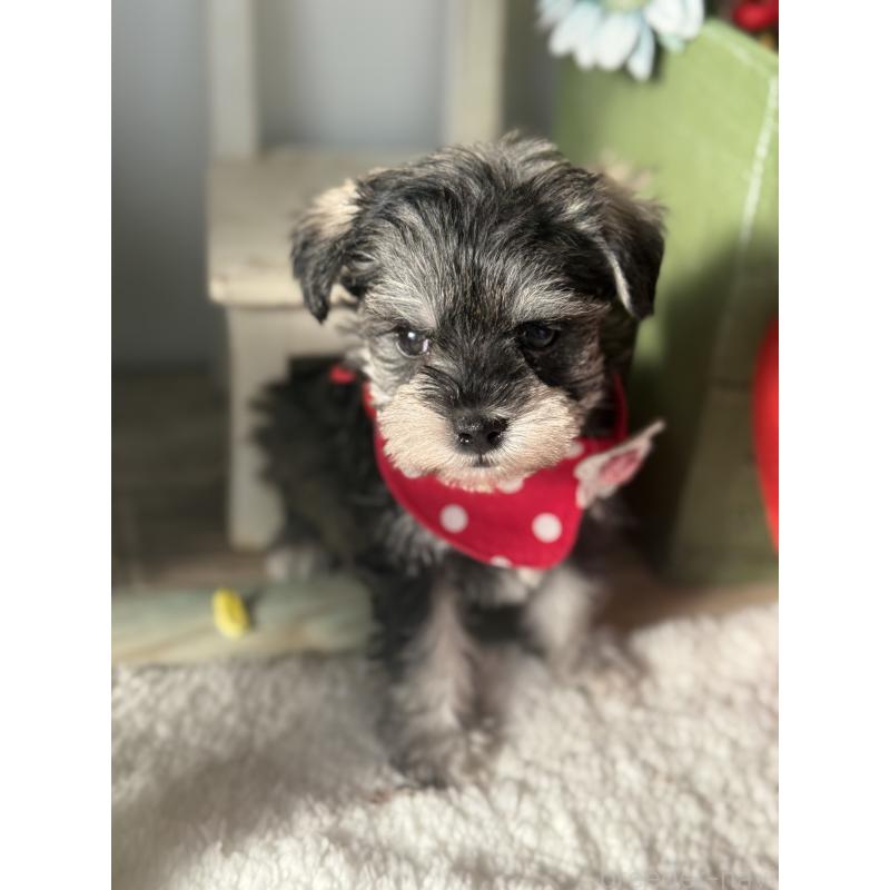 成約済の宮崎県のミックス犬-438576の4枚目