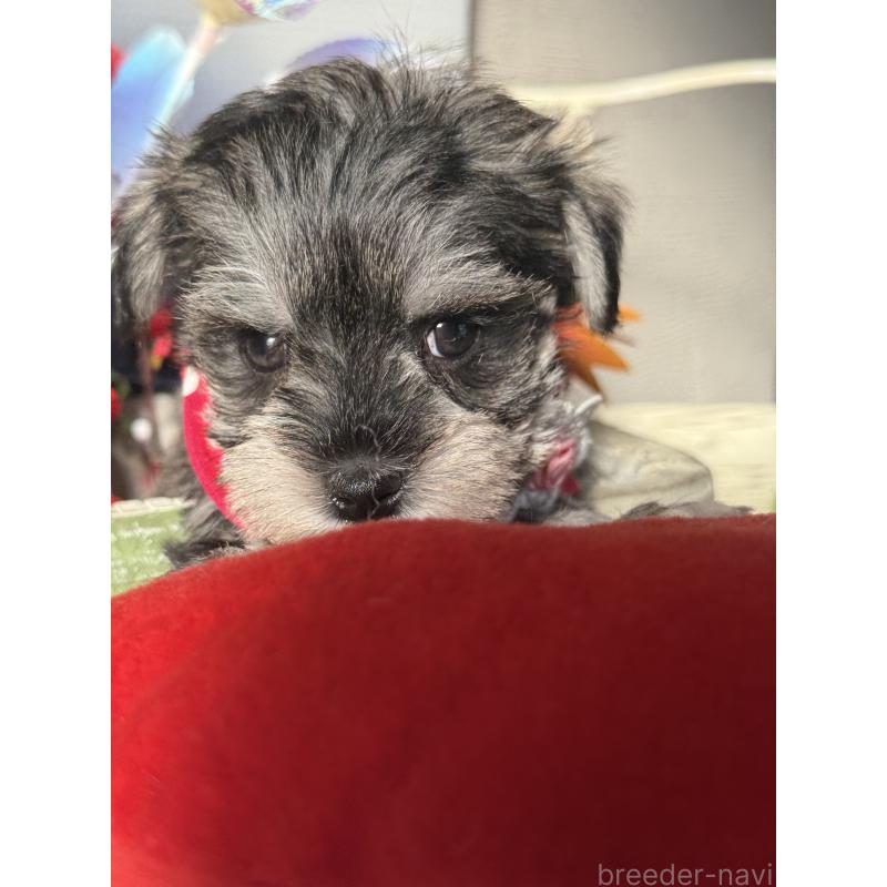 成約済の宮崎県のミックス犬-438576の3枚目