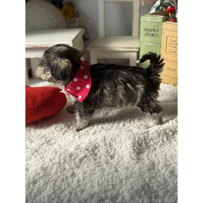 成約済の宮崎県のミックス犬-438576の2枚目