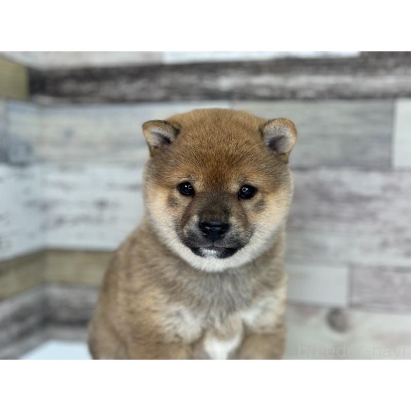 販売中の愛知県の豆柴-442345の5枚目