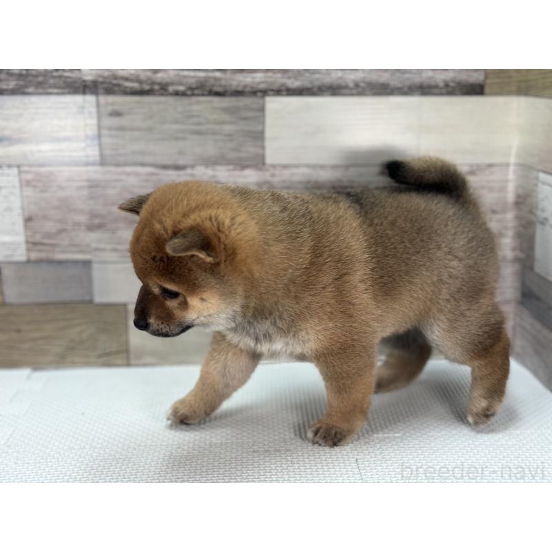 販売中の愛知県の豆柴-442345の4枚目