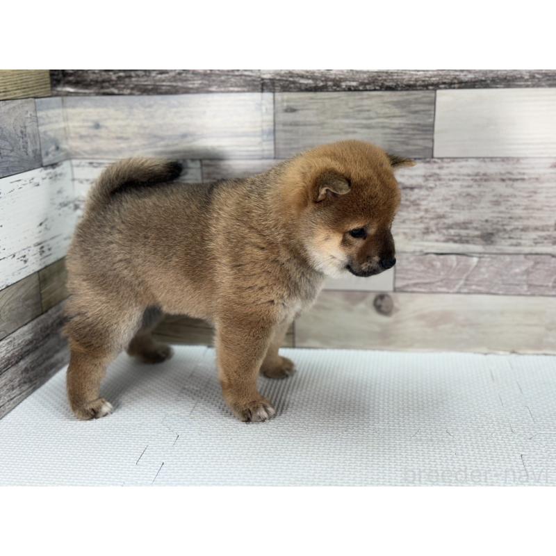 販売中の愛知県の豆柴-442345の3枚目