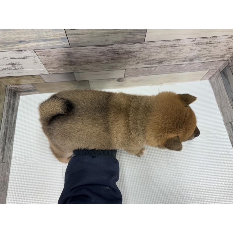 販売中の愛知県の豆柴-442345の2枚目