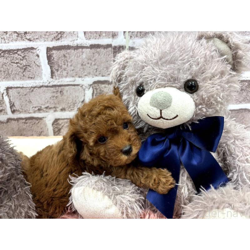 販売中の埼玉県のトイプードル-442346