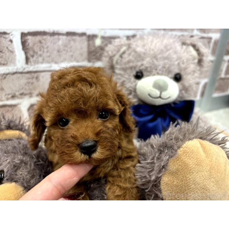 販売中の埼玉県のトイプードル-442346の10枚目