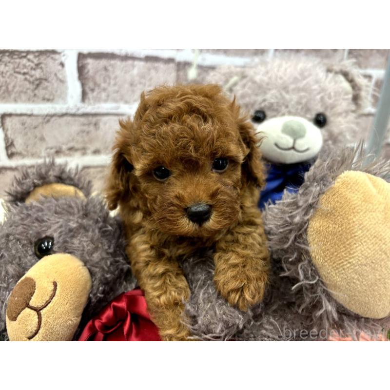 販売中の埼玉県のトイプードル-442346の9枚目