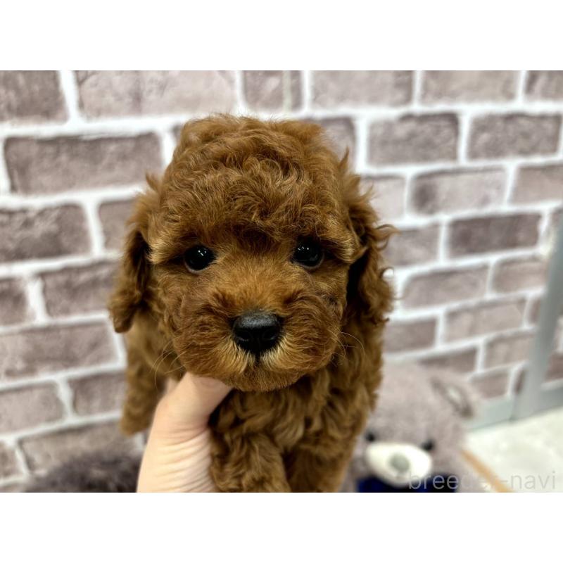 販売中の埼玉県のトイプードル-442346の7枚目