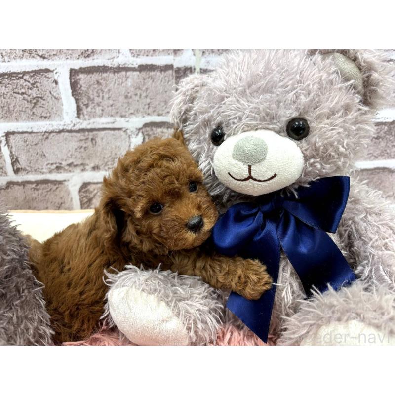 販売中の埼玉県のトイプードル-442346の6枚目