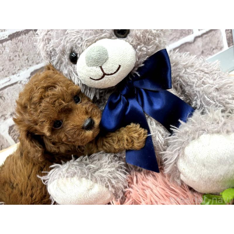 販売中の埼玉県のトイプードル-442346の5枚目