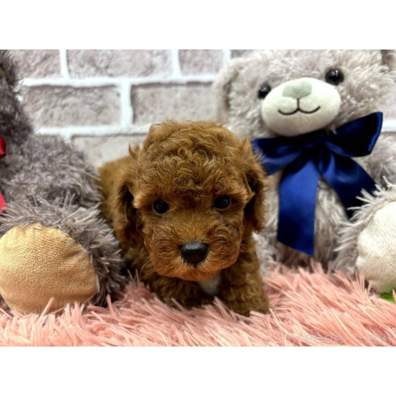 販売中の埼玉県のトイプードル-442346の4枚目