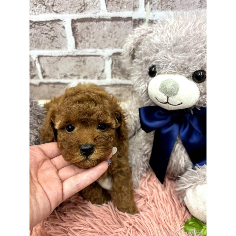販売中の埼玉県のトイプードル-442346の3枚目