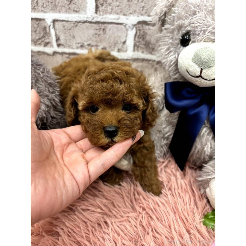 販売中の埼玉県のトイプードル-442346の2枚目