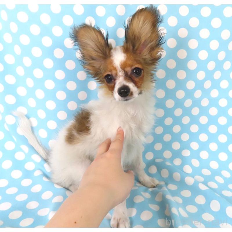 販売中の千葉県のパピヨン-423055の2枚目