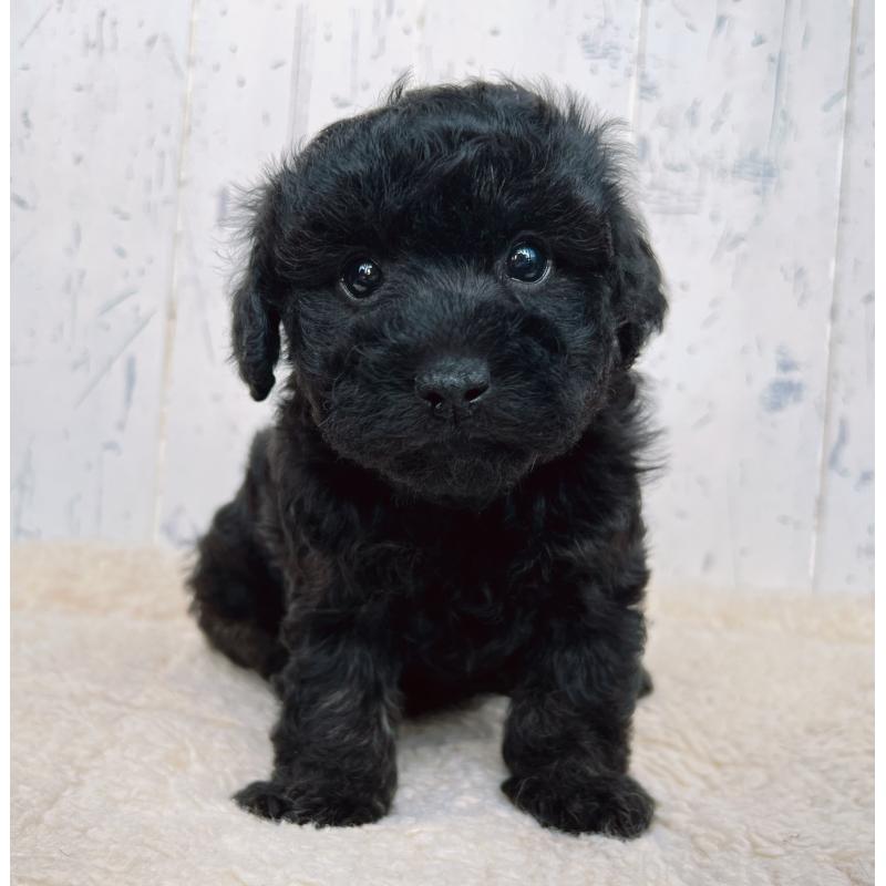 販売中の千葉県のトイプードル-442347の5枚目