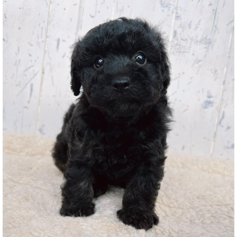 販売中の千葉県のトイプードル-442347の4枚目