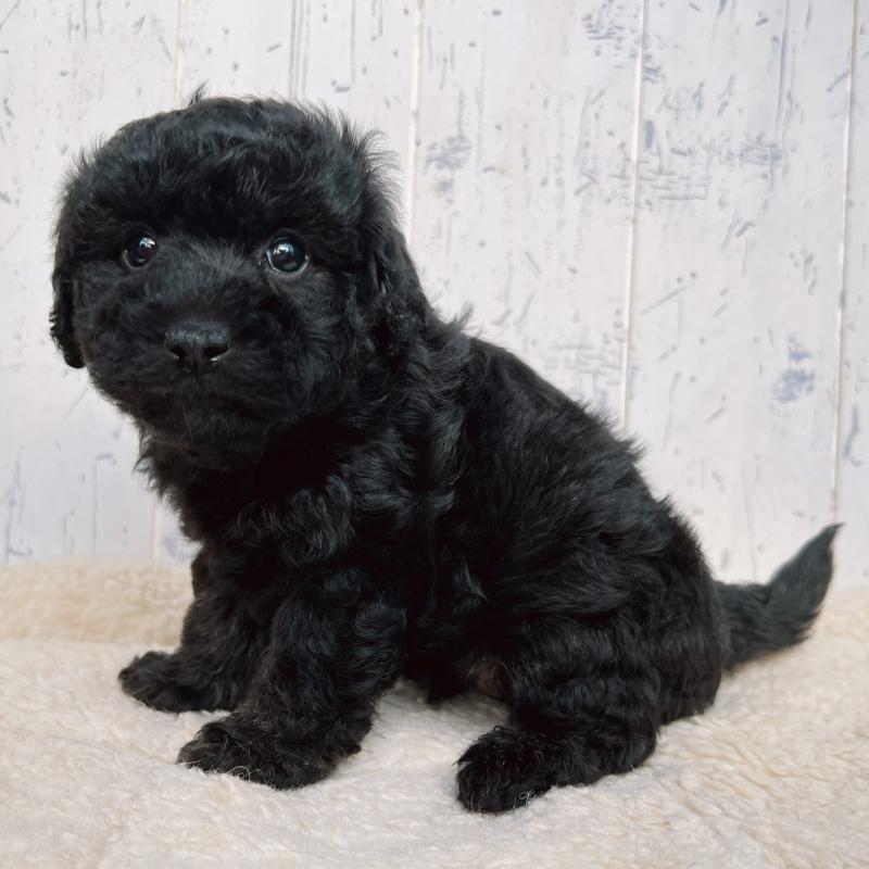 販売中の千葉県のトイプードル-442347の3枚目