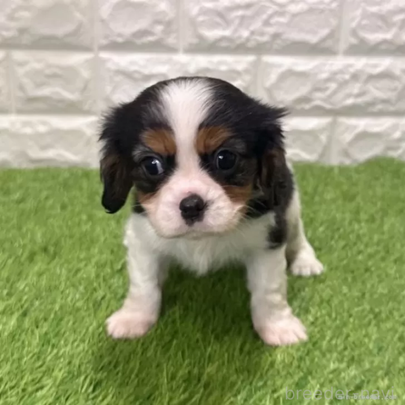 商談中の愛知県のキャバリアキングチャールズスパニエル-439922