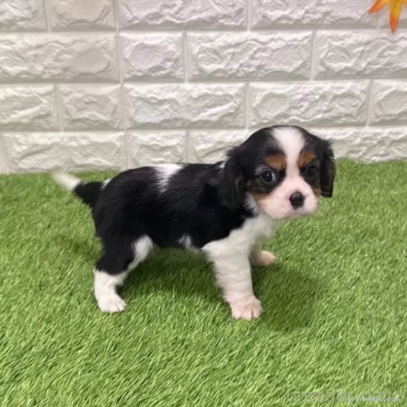 成約済の愛知県のキャバリアキングチャールズスパニエル-439922の5枚目