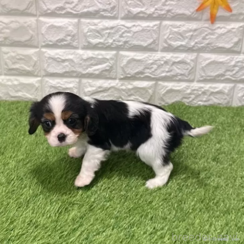 成約済の愛知県のキャバリアキングチャールズスパニエル-439922の4枚目