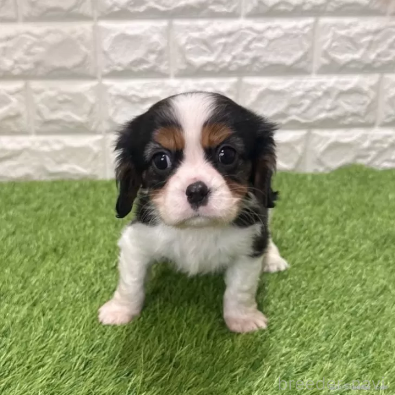 成約済の愛知県のキャバリアキングチャールズスパニエル-439922の3枚目