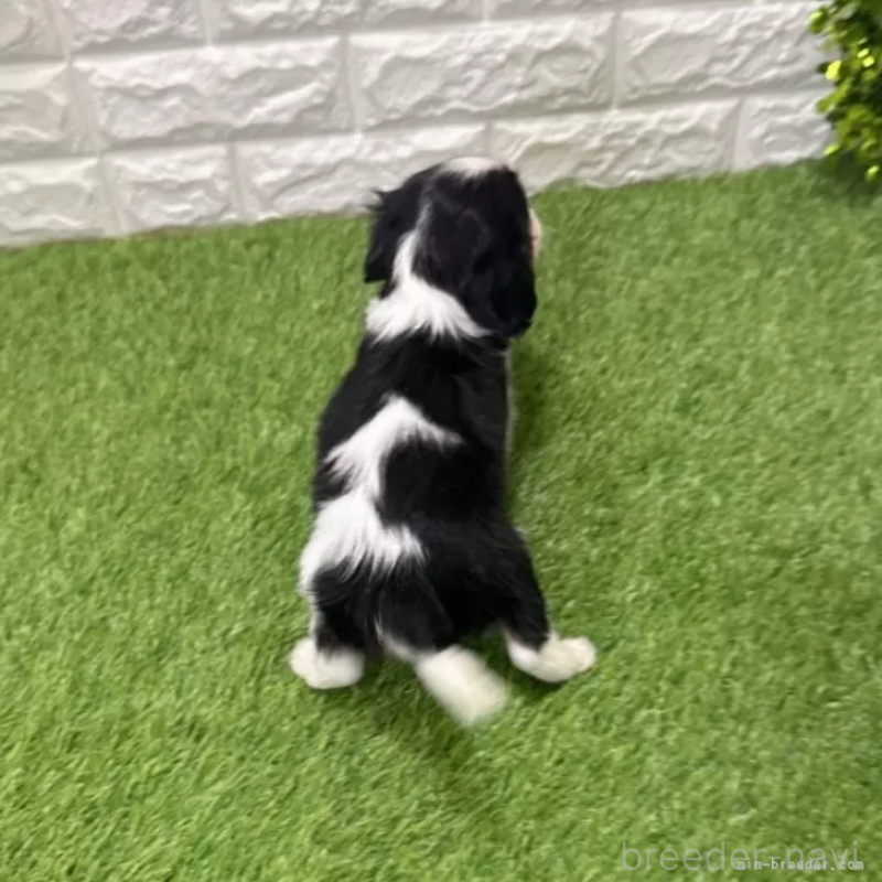 成約済の愛知県のキャバリアキングチャールズスパニエル-439922の2枚目