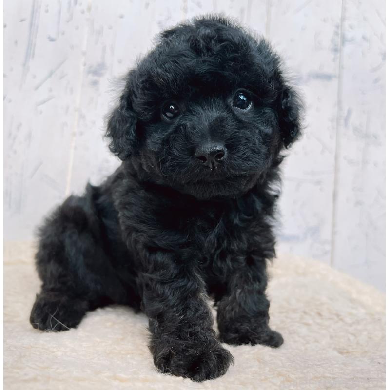 販売中の千葉県のトイプードル-442349の5枚目