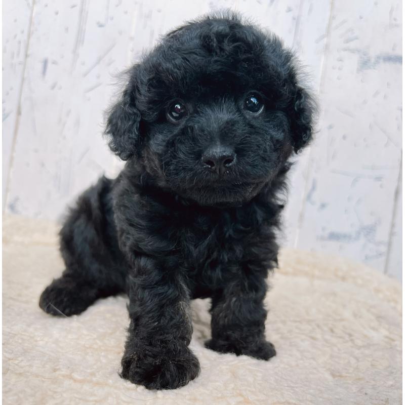 販売中の千葉県のトイプードル-442349の4枚目