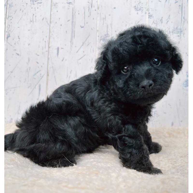 販売中の千葉県のトイプードル-442349の3枚目