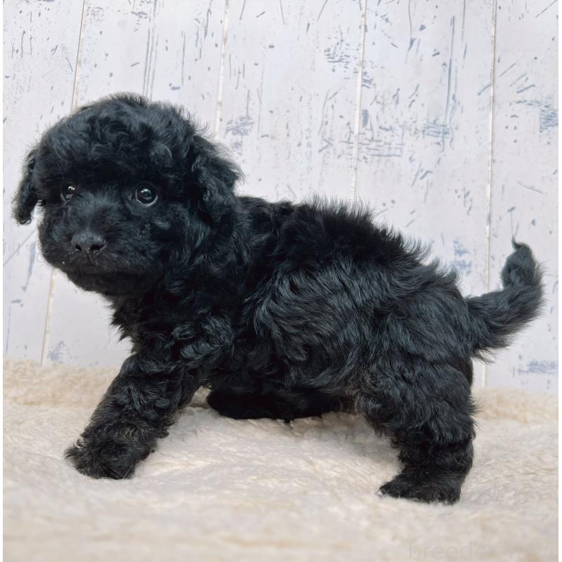 販売中の千葉県のトイプードル-442349の2枚目